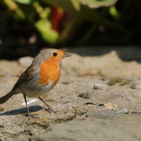 Rudzik - Erithacus rubecula - European Robin