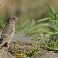 Dzwoniec - Chloris chloris - Greenfinch