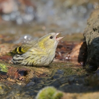 Czyż - Spinus spinus - Eurasian Siskin