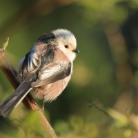 Raniuszek - Aegithalos caudatus - Long-tailed Tit