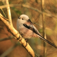 Raniuszek - Aegithalos caudatus - Long-tailed Tit