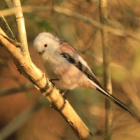 Raniuszek - Aegithalos caudatus - Long-tailed Tit