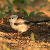 Raniuszek - Aegithalos caudatus - Long-tailed Tit