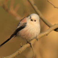 Raniuszek - Aegithalos caudatus - Long-tailed Tit