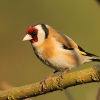 Szczygieł - Carduelis carduelis - European Goldfinch