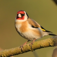 Szczygieł - Carduelis carduelis - European Goldfinch