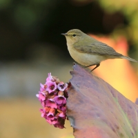 Piecuszek - Phylloscopus trochilus - Willow Warbler