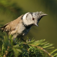 Czubatka  - Crested Tit