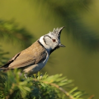 Czubatka  - Crested Tit
