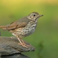 Śpiewak - Turdus philomelos - Song Thrush