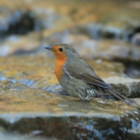 Rudzik - Erithacus rubecula - European Robin