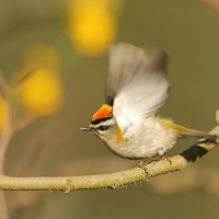 Zniczek - Regulus ignicapilla - Firecrest