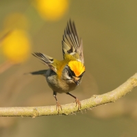 Zniczek - Regulus ignicapilla - Firecrest