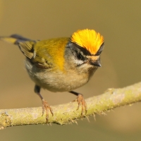 Zniczek - Regulus ignicapilla - Firecrest