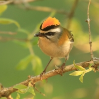 Zniczek - Regulus ignicapilla - Firecrest
