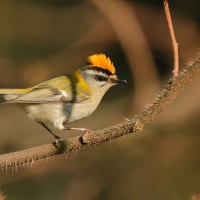 Zniczek - Regulus ignicapilla - Firecrest