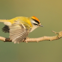Zniczek - Regulus ignicapilla - Firecrest