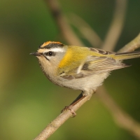 Zniczek - Regulus ignicapilla - Firecrest