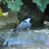 Sosnówka - Periparus ater - Coal Tit