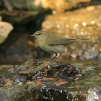 Piecuszek - Phylloscopus trochilus - Willow Warbler