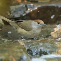 Kapturka - Sylvia atricapilla - Eurasian Blackcap
