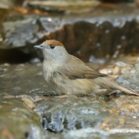 Kapturka - Sylvia atricapilla - Eurasian Blackcap
