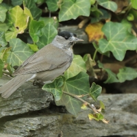 Kapturka - Sylvia atricapilla - Eurasian Blackcap