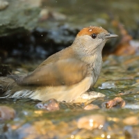 Kapturka - Sylvia atricapilla - Eurasian Blackcap