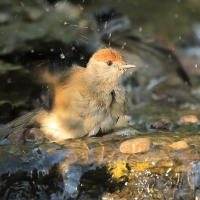 Kapturka - Sylvia atricapilla - Eurasian Blackcap