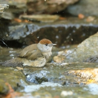 Kapturka - Sylvia atricapilla - Eurasian Blackcap