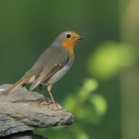 Rudzik - Erithacus rubecula - European Robin