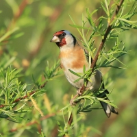 Szczygieł - Carduelis carduelis - European Goldfinch