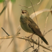 Świerszczak - Locustella naevia - Common Grasshopper-Warbler