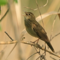 Świerszczak - Locustella naevia - Common Grasshopper-Warbler
