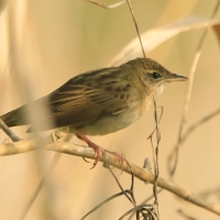 Świerszczak - Locustella naevia - Common Grasshopper-Warbler