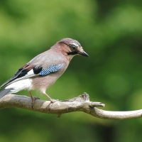 Sójka - Garrulus glandarius - Eurasian Jay