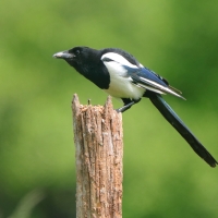 Sroka - Pica pica - Eurasian Magpie