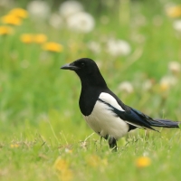 Sroka - Pica pica - Eurasian Magpie