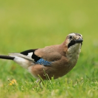 Sójka - Garrulus glandarius - Eurasian Jay