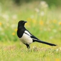 Sroka - Pica pica - Eurasian Magpie