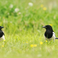 Sroka - Pica pica - Eurasian Magpie