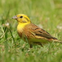 Trznadel - Emberiza citrinella - Yellowhammer