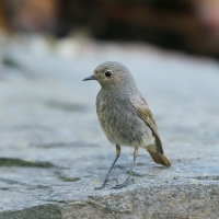 Kopciuszek - Phoenicurus ochruros - Black Redstart