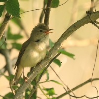 Łozówka - Acrocephalus palustris - Marsh Warbler