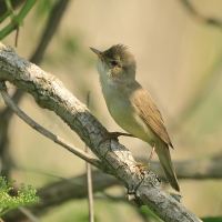 Łozówka - Acrocephalus palustris - Marsh Warbler