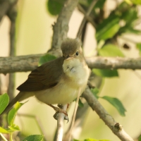 Łozówka - Acrocephalus palustris - Marsh Warbler