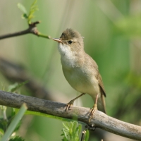 Łozówka - Acrocephalus palustris - Marsh Warbler