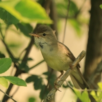 Łozówka - Acrocephalus palustris - Marsh Warbler