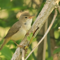 Łozówka - Acrocephalus palustris - Marsh Warbler