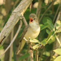 Łozówka - Acrocephalus palustris - Marsh Warbler